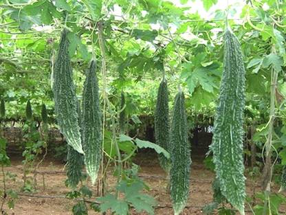 CYBEXIS XLL-69 - High Yield Bitter Gourd Pali Green Long - (100 Seeds) Seed