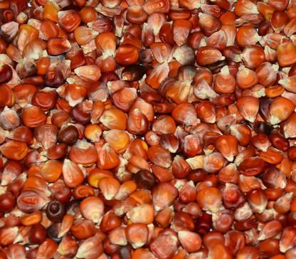 WILLVINE PAU -I Giant Orange Corn-[1Kg] Seed