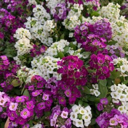 Mozette Exotic sweet allysum Seed