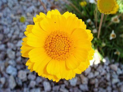 CYBEXIS VXI-70 - Yellow Draught Marigold - (250 Seeds) Seed