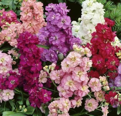 yashoda Stock Mix no of seeds 25 Seed