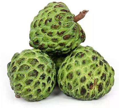 YI Saler 100% Organic Seeds of Custard Apple | SeetaPhal Dwarf Verity Seed