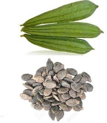 KNESSiN Ridge Gourd/Tori Seeds Seed