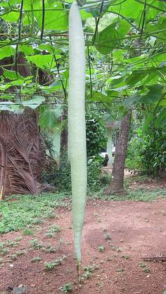 VibeX High Yield Long Snake Gourd Vegetable[10 Gms, 50 Seeds] Seed