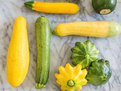 VibeX ® XXL-523 Summer Squash Mix Zucchini Seed