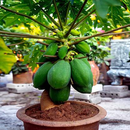 PLANTORISH Papaya Seed, P -300, Orgnic Fruit & Vegetable Seed, Papita seed, Pepe Hybird Seed