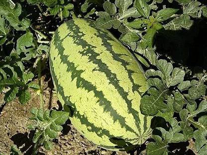 EKAKSHAR King Watermelon Tarbuj Tarbooj summer fruit 80 Beej Garden Seeds TY66 Seed