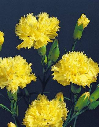 CEZIUS Royale Yellow Carnation Flower Seed