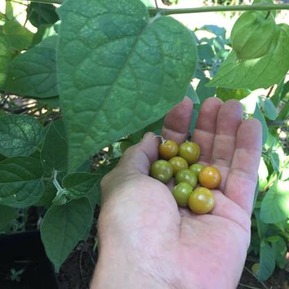QALANDAR Poha Berry/Physalis peruviana/Cape Gooseberry Seed