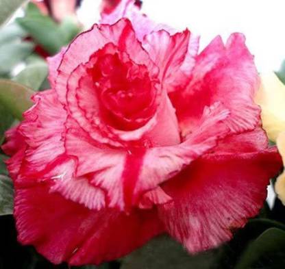 VibeX ® RXI-330 Adenium Desert Roses Triple-Pink-Andromeda Seed