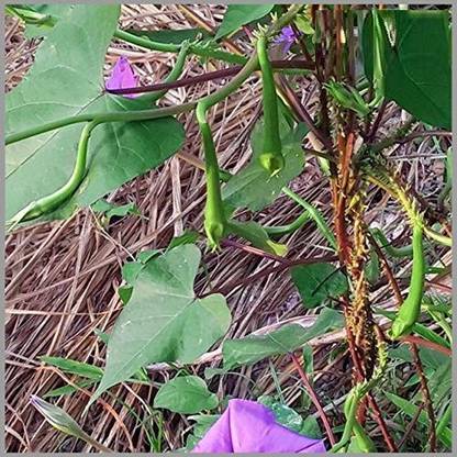 VibeX VVI-55 - Clove Bean - Ipomoea Muricata - (60 Seeds) Seed