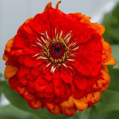 VibeX LXI-73 - Oriole Zinnia - (30 Seeds) Seed