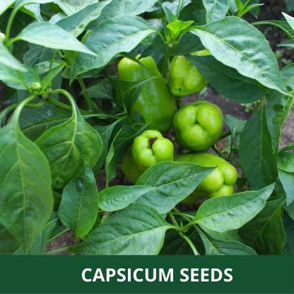 VibeX ® VXI-52 Desi Variety Green Capsicum Seeds Seed