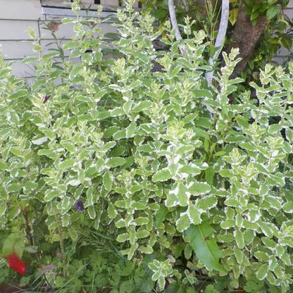 CYBEXIS ATS-67 - Pineapple Mint Rare - (1350 Seeds) Seed