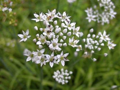 CYBEXIS GUA-32 - Garlic Chives for Planting - (250 Seeds) Seed