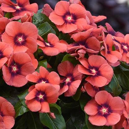 CORUS Vinca Tattoo Tangerine Flower Seed