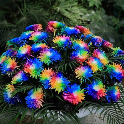 CYBEXIS XL-97 - Rainbow Chrysanthemum Hardy Perennial - (30 Seeds) Seed