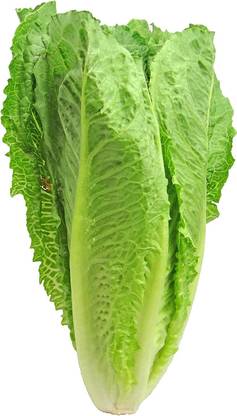 VibeX ® VLR-160 Parris Island Cos Romaine Lettuce Seeds Seed