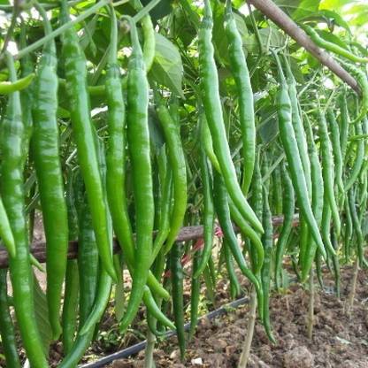 Cloud Farm Chilli Seeds Seed