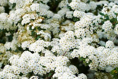 GREEN GRAM MOONG SEEDS gypsophila flower Seed