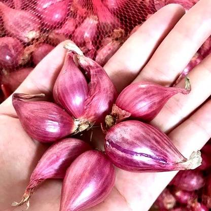WATIKA Small shallot Onion Seed
