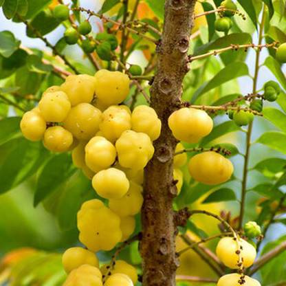 SREE Amla Seeds, Aamloki ,Gooseberry Seed, Amla Seeds For Gardening Seed