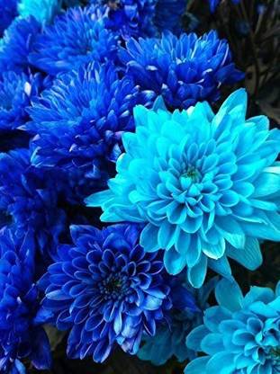VibeX PUAS-94 - Blue Fireball Dahlia Flower - (60 Seeds) Seed