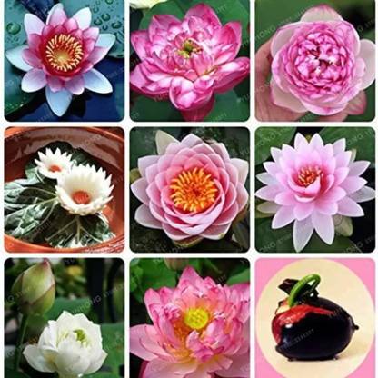 Crapulous Lotus Seed