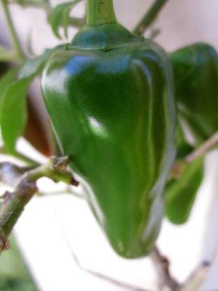 ActrovaX Hot green Bullet Chilli [10gm Seeds] Seed