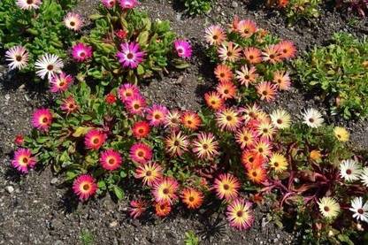 MAA Mesembryanthemum Seed