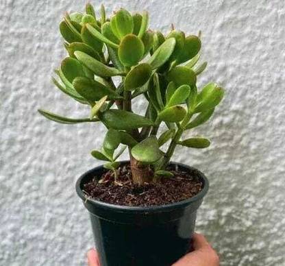 oyeboy crassula plant, crassula ovata plant, kuber plant Seed