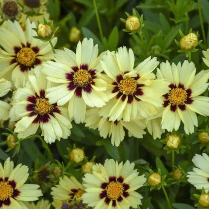 Biosnyg Coreopsis, UpTick Cream & Red [100 Seeds] Seed