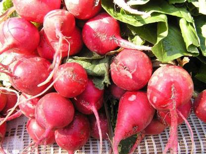 CYBEXIS VVI-72 - Radish Scarlet Globe - (250 Seeds) Seed
