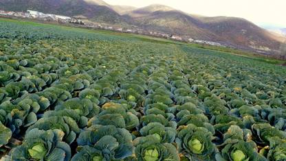 DHENU PRASAD 2046 F1 Hybrid Big Cabbage Seed