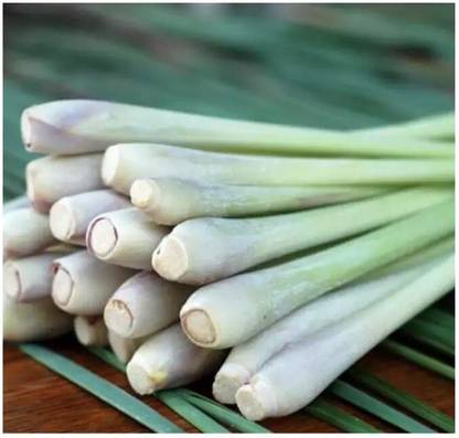 Avysa Lemon Grass Citronella Grass Herb Plants for Home Garden Seed