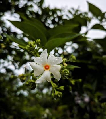 ibains Star jasmine plant seed Seed