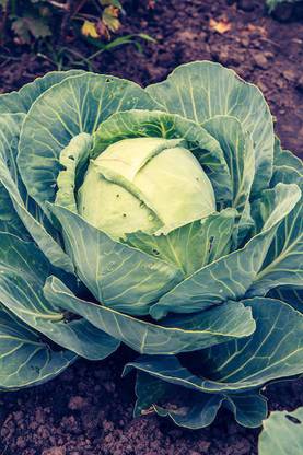 DHENU PRASAD 69 F1 Hybrid Big Cabbage Seed