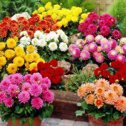 VibeX NDIR-68 - Double Dahlia Mix - Annual Flowers for Planting - GMO Free (60 Seeds) Seed