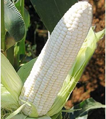 VibeX ® XXL-686 Corn Seeds Waxy White Zea Mays Seed