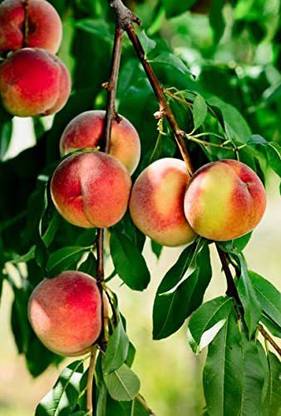 ACCELCROP Peach Aadu Fruit Seed