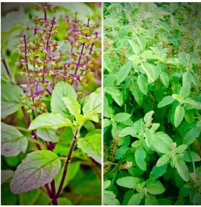 SEEDSART NXC - Gorgeous Tulsi Seeds " Tulsi " Organic 100 Seeds , I788 Seed