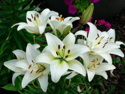 Haritadhara Asiatic Lily Flower Bulbs White Colors Pack of 4+1 Bulbs Free (Total 5 Bulbs) Seed