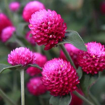 STARKC Globe amaranth, (Gomphrena globosa) Seed