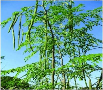 ibains Odc 3 moringa seeds Seed