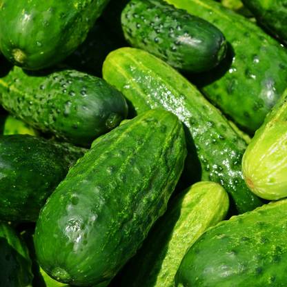 WHYGI Cucumber Centella F1 Seed-CuC_838 Seed
