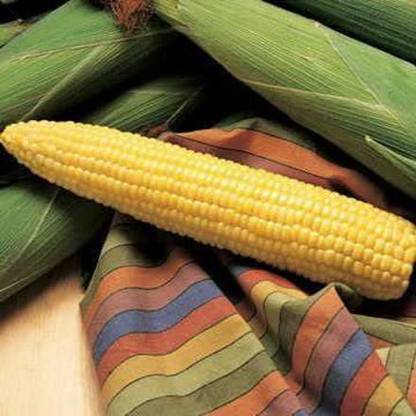 WILLVINE PUAS-55 Honey Select Triplesweet Hybrid Corn Seed