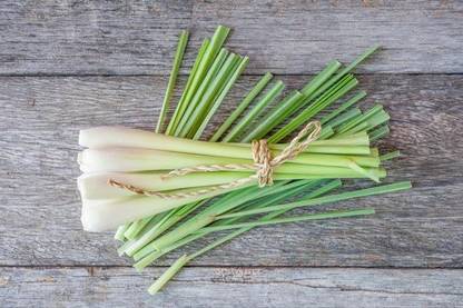 CYBEXIS KGF -71 - Cymbopogon citratus Lemongrass - (750 Seeds) Seed