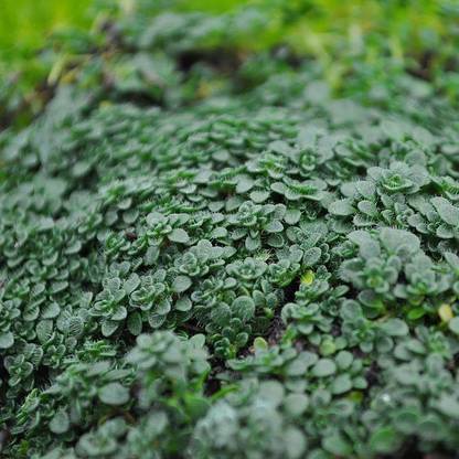 VibeX ® RXI-248 Thymus serpyllum, Elfin, Thyme Seed
