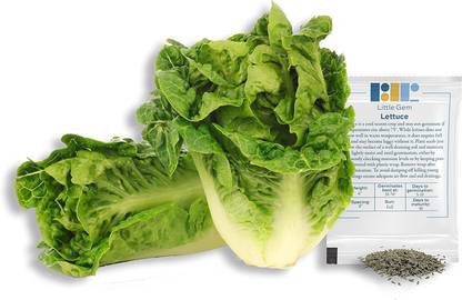 VibeX ® RXI-178 Little Gem Romaine Lettuce Seeds Seed
