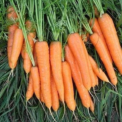 Biosnyg Flyaway Hybrid F1 Carrot Seeds-1000 Seeds/1gm Seed